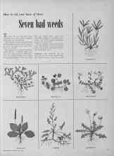 Better Homes & Gardens July 1952 Magazine Article: Seven bad weeds