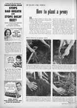 Better Homes & Gardens October 1952 Magazine Article: BE READY FOR SPRING How to plant a peony