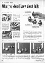 Better Homes & Gardens October 1952 Magazine Article: What you should know about bulbs