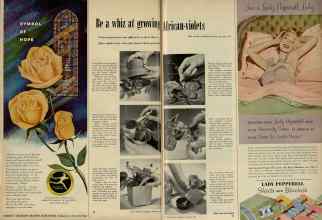 Better Homes & Gardens January 1953 Magazine Article: Be a whiz at growing African-violets