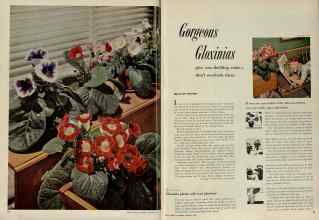 Better Homes & Gardens January 1953 Magazine Article: Gorgeous Gloxinias