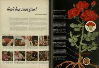Better Homes & Gardens February 1953 Magazine Article: Here's how roses grow!