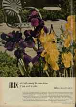Better Homes & Gardens March 1953 Magazine Article: IRIS