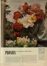 Better Homes & Gardens March 1953 Magazine Article: PEONIES