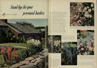 Better Homes & Gardens April 1953 Magazine Article: Stand-bys for your perennial borders