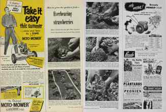 Better Homes & Gardens April 1953 Magazine Article: How to grow the quickest fruit--Everbearing strawberries