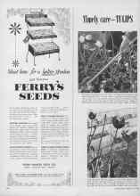 Better Homes & Gardens May 1953 Magazine Article: Timely care--TULIPS