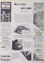 Better Homes & Gardens May 1953 Magazine Article: How to catch a pocket gopher
