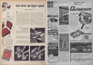 Better Homes & Gardens May 1953 Magazine Article: Grow better-not bigger-squash