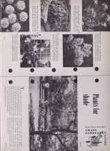 Better Homes & Gardens June 1953 Magazine Article: Plants for shade