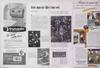 Better Homes & Gardens June 1953 Magazine Article: Grow man-size lilies from seed