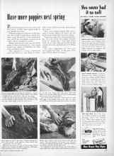 Better Homes & Gardens September 1953 Magazine Article: Have more poppies next spring