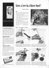 Better Homes & Gardens September 1953 Magazine Article: Grow a tree in a flower bowl!