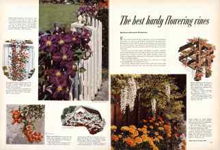 Better Homes & Gardens September 1953 Magazine Article: The best hardy flowering vines