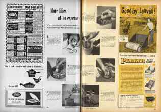 Better Homes & Gardens September 1953 Magazine Article: More lilies at no expense