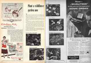 Better Homes & Gardens October 1953 Magazine Article: Plant a wildflower garden now