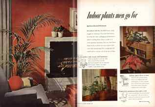 Better Homes & Gardens November 1953 Magazine Article: Indoor plants men go for