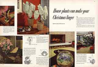 Better Homes & Gardens December 1953 Magazine Article: House plants can make your Christmas linger