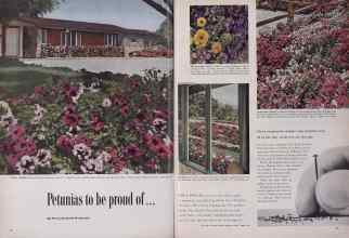 Better Homes & Gardens March 1954 Magazine Article: Petunias to be proud of...