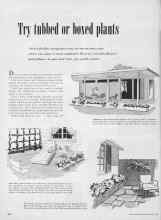 Better Homes & Gardens April 1954 Magazine Article: Try tubbed or boxed plants