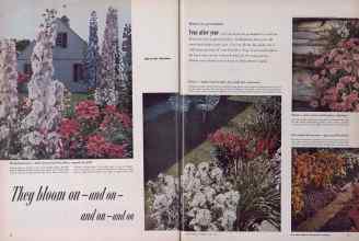 Better Homes & Gardens April 1954 Magazine Article: They bloom on--and on--and on--and on