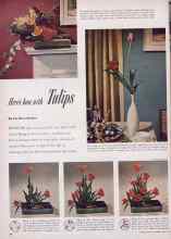 Better Homes & Gardens May 1954 Magazine Article: Here's how with Tulips