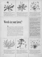 Better Homes & Gardens July 1954 Magazine Article: Weeds in your lawn?