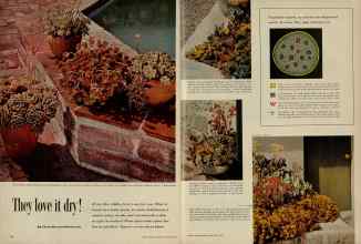 Better Homes & Gardens September 1954 Magazine Article: They love it dry!