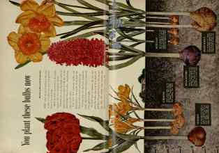 Better Homes & Gardens October 1954 Magazine Article: You plant these bulbs now
