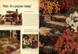 Better Homes & Gardens November 1954 Magazine Article: Mums--for a gorgeous windup!