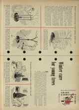 Better Homes & Gardens December 1954 Magazine Article: Winter care for young trees
