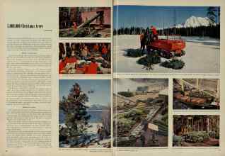 Better Homes & Gardens December 1954 Magazine Article: Page 44