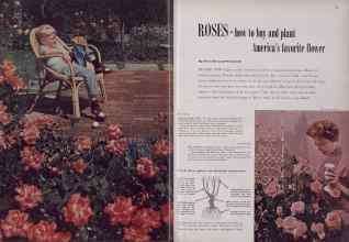 Better Homes & Gardens February 1955 Magazine Article: ROSES-how to buy and plant America's favorite flower