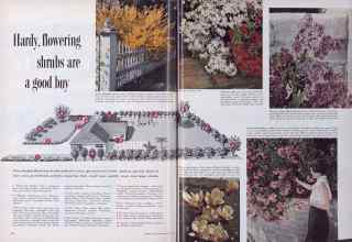 Better Homes & Gardens March 1955 Magazine Article: Hardy, flowering shrubs are a good buy