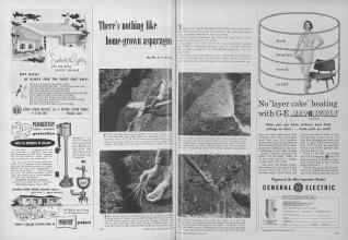 Better Homes & Gardens March 1955 Magazine Article: There's nothing like home-grown asparagus
