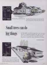 Better Homes & Gardens April 1955 Magazine Article: Small trees can do big things