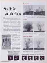 Better Homes & Gardens April 1955 Magazine Article: New life for your old shrubs