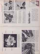 Better Homes & Gardens April 1955 Magazine Article: Garden words