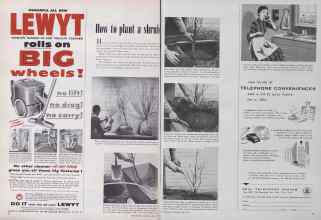 Better Homes & Gardens April 1955 Magazine Article: How to plant a shrub