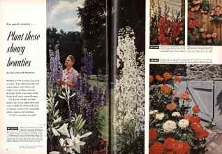 Better Homes & Gardens May 1955 Magazine Article: Plant these showy beauties