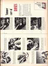 Better Homes & Gardens June 1955 Magazine Article: Summer care of ROSES