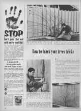 Better Homes & Gardens September 1955 Magazine Article: How to teach your trees tricks