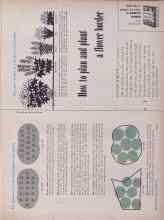 Better Homes & Gardens December 1955 Magazine Article: How to plan and plant a flower border