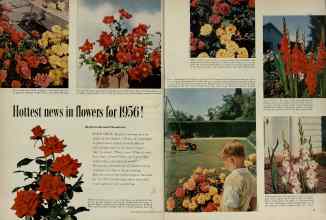 Better Homes & Gardens January 1956 Magazine Article: Hottest news in flowers for 1956!