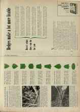 Better Homes & Gardens February 1956 Magazine Article: Hedges make a lot more livable