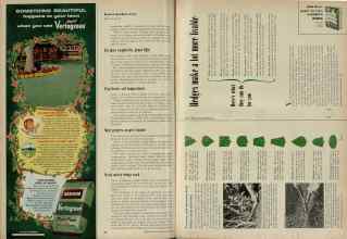 Better Homes & Gardens February 1956 Magazine Article: Page 190