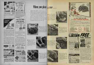 Better Homes & Gardens February 1956 Magazine Article: When you plant a rose . . .