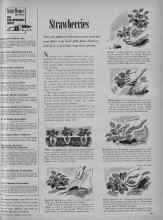Better Homes & Gardens March 1956 Magazine Article: Strawberries