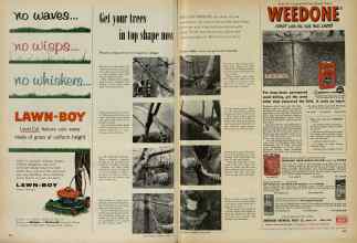 Better Homes & Gardens March 1956 Magazine Article: Get your trees in top shape now