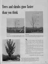 Better Homes & Gardens April 1956 Magazine Article: Trees and shrubs grow faster than you think